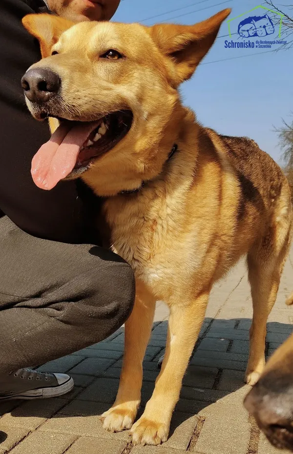 Pies do adopcji, Szczecin, 25 lutego 2025 (2/3)