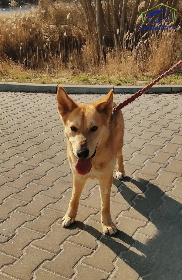 Pies do adopcji, Szczecin, 25 lutego 2025 (3/3)