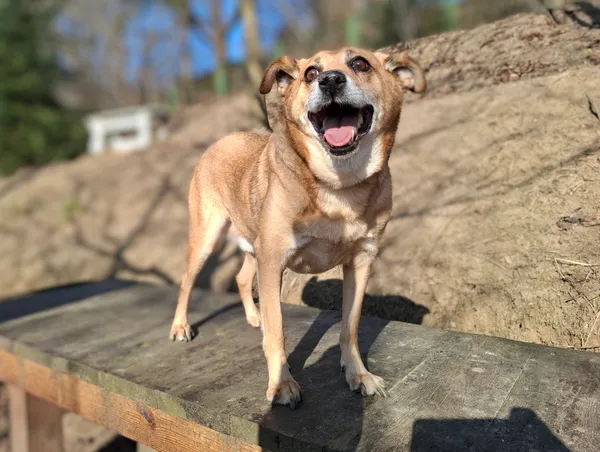 Pies do adopcji, Bydgoszcz, 6 marca 2025 (1/4)