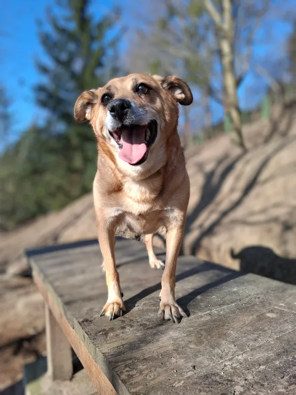 Pies do adopcji, Bydgoszcz, 6 marca 2025 (2/4)