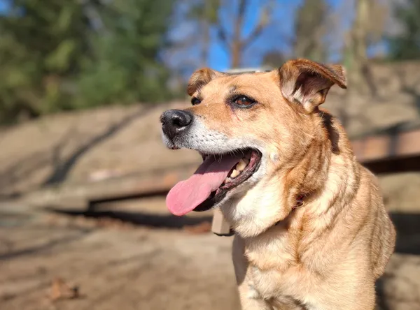 Pies do adopcji, Bydgoszcz, 6 marca 2025 (3/4)