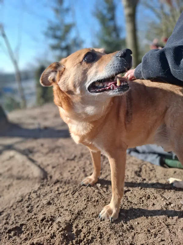 Pies do adopcji, Bydgoszcz, 6 marca 2025 (4/4)