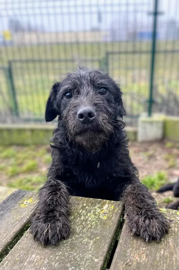 Pies do adopcji, Bydgoszcz, 15 kwietnia 2025 (1/5)