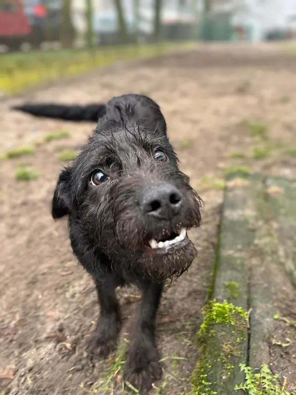 Pies do adopcji, Bydgoszcz, 15 kwietnia 2025 (2/5)