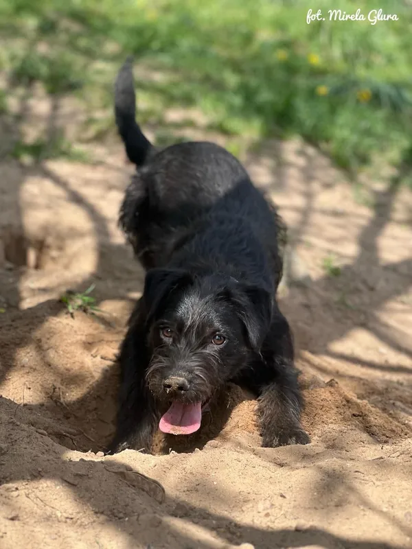 Pies do adopcji, Bydgoszcz, 15 kwietnia 2025 (5/5)
