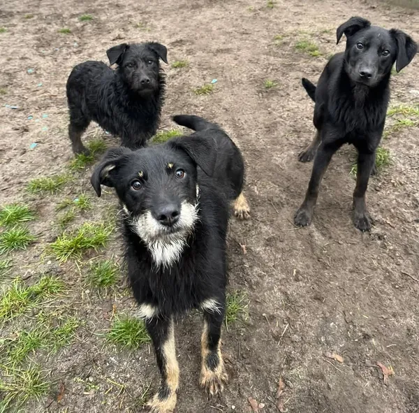 Pies do adopcji, Bydgoszcz, 6 marca 2025 (1/5)