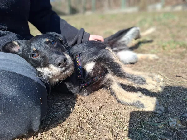 Pies do adopcji, Bydgoszcz, 6 marca 2025 (2/5)