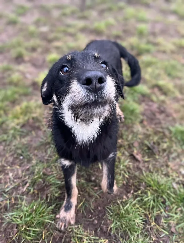 Pies do adopcji, Bydgoszcz, 6 marca 2025 (3/5)