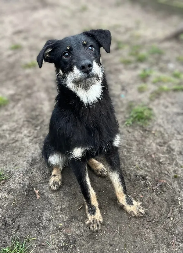 Pies do adopcji, Bydgoszcz, 6 marca 2025 (5/5)