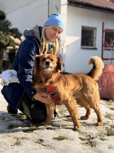 Pies do adopcji, Kraków, 10 lutego 2025 (1/4)