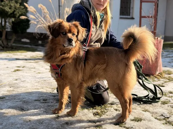 Pies do adopcji, Kraków, 10 lutego 2025 (2/4)