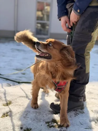 Pies do adopcji, Kraków, 10 lutego 2025 (3/4)