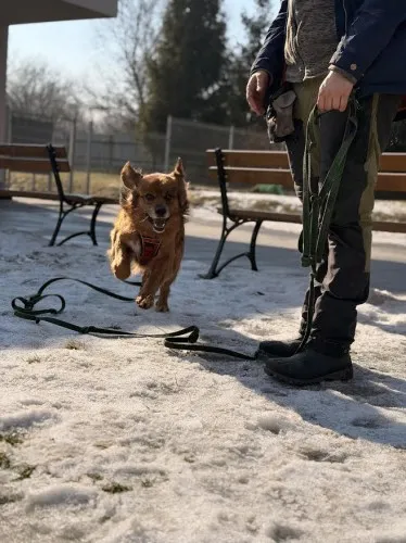 Pies do adopcji, Kraków, 10 lutego 2025 (4/4)