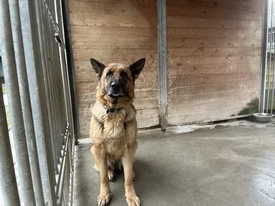 Pies do adopcji, Kraków, 10 lutego 2025