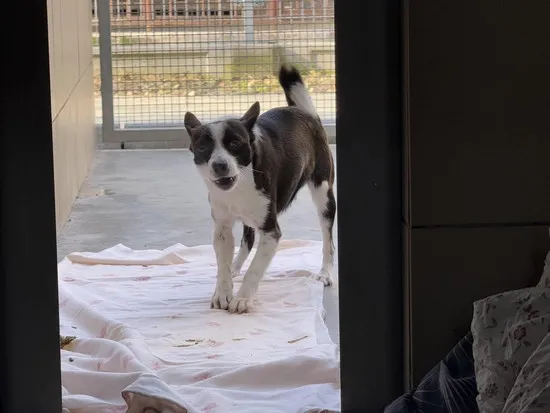 Pies do adopcji, Kraków, 10 lutego 2025