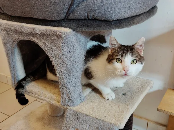 Kot do adopcji, Włocławek, 20 lutego 2025 (2/5)