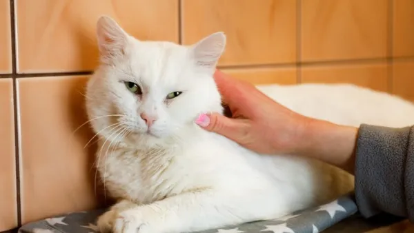 Kot do adopcji, Elbląg, 25 lutego 2025 (1/5)