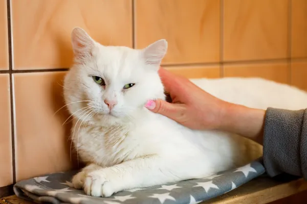 Kot do adopcji, Elbląg, 25 lutego 2025 (4/5)