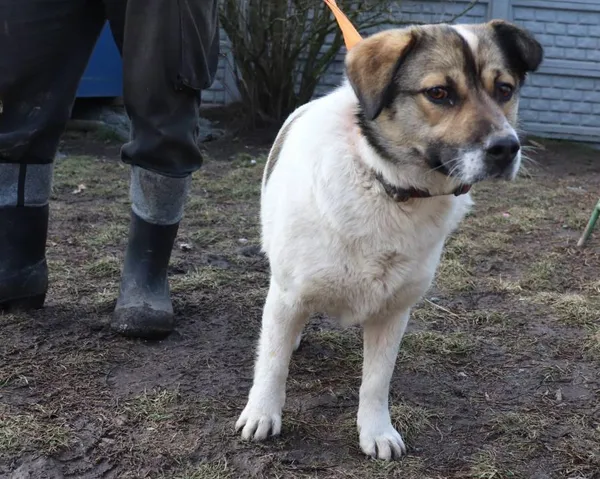 Znaleziono psa, Łódź, 25 lutego 2025 (2/2)