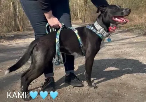 Pies do adopcji, Głowno, 25 lutego 2025 (2/5)