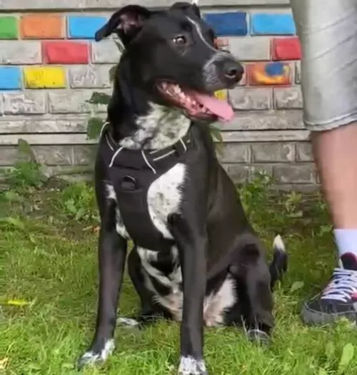 Pies do adopcji, Głowno, 25 lutego 2025 (4/5)