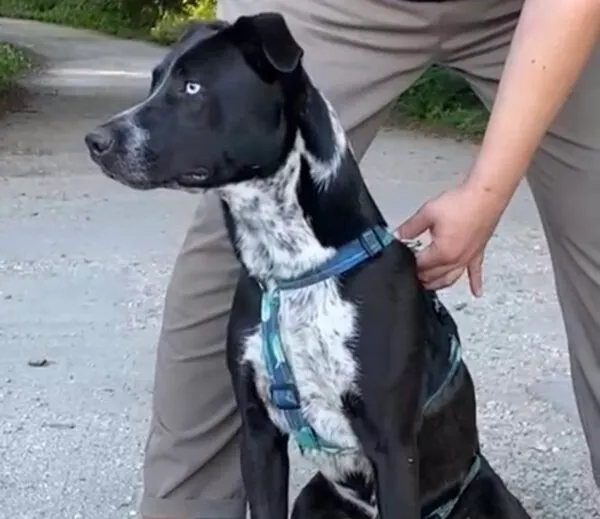 Pies do adopcji, Głowno, 25 lutego 2025 (5/5)