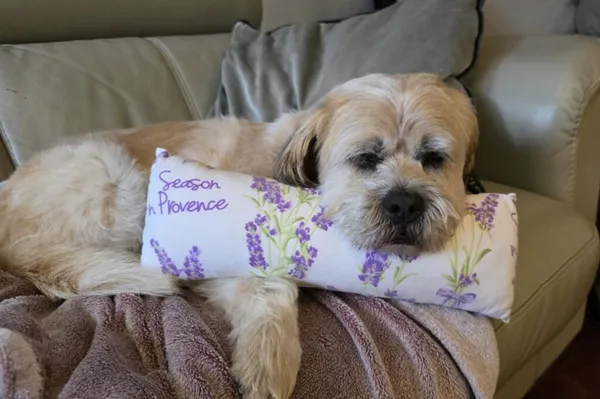 Pies do adopcji, Korabiewice, 25 lutego 2025 (1/5)