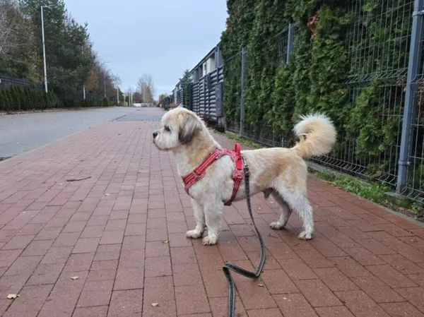 Pies do adopcji, Korabiewice, 25 lutego 2025 (2/5)