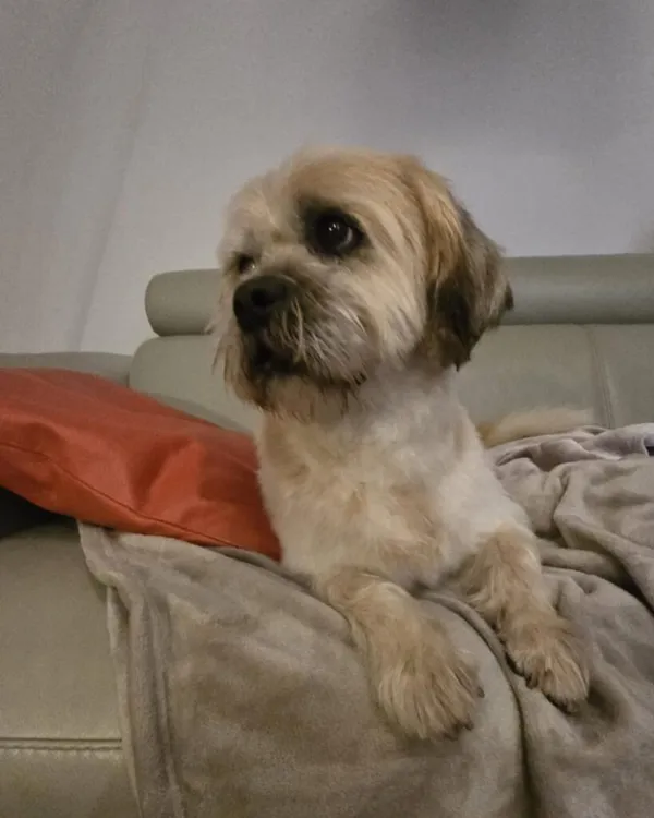 Pies do adopcji, Korabiewice, 25 lutego 2025 (3/5)