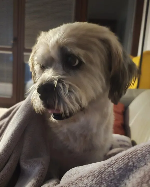 Pies do adopcji, Korabiewice, 25 lutego 2025 (4/5)