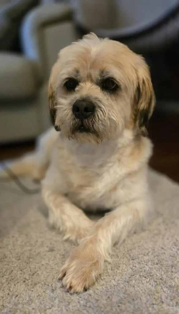 Pies do adopcji, Korabiewice, 25 lutego 2025 (5/5)