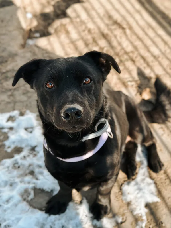 Pies do adopcji, Korabiewice, 25 lutego 2025 (1/3)