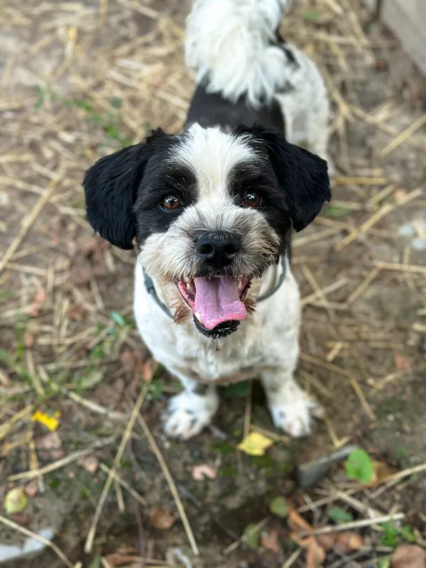 Pies do adopcji, Korabiewice, 25 lutego 2025 (1/5)