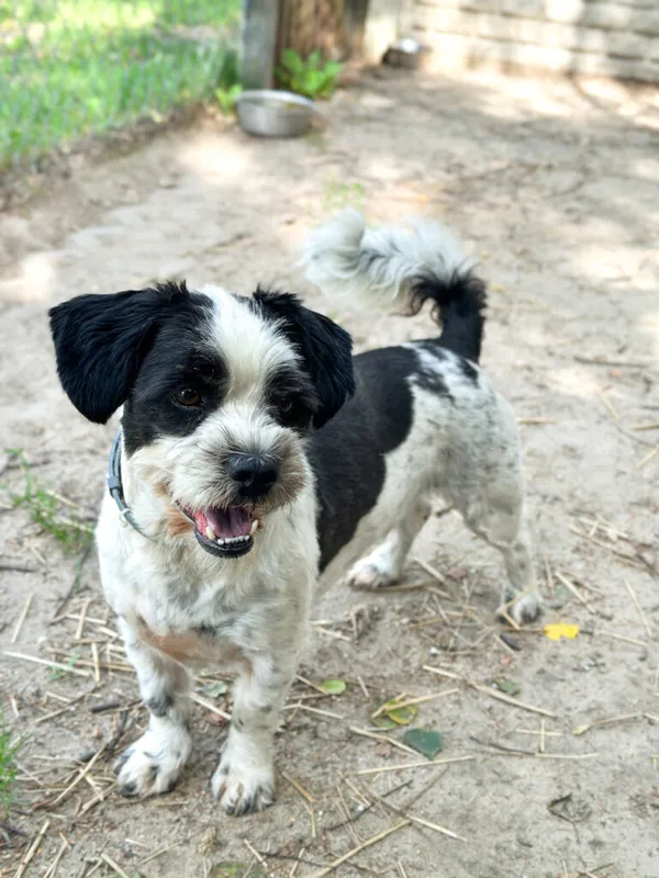 Pies do adopcji, Korabiewice, 25 lutego 2025 (3/5)