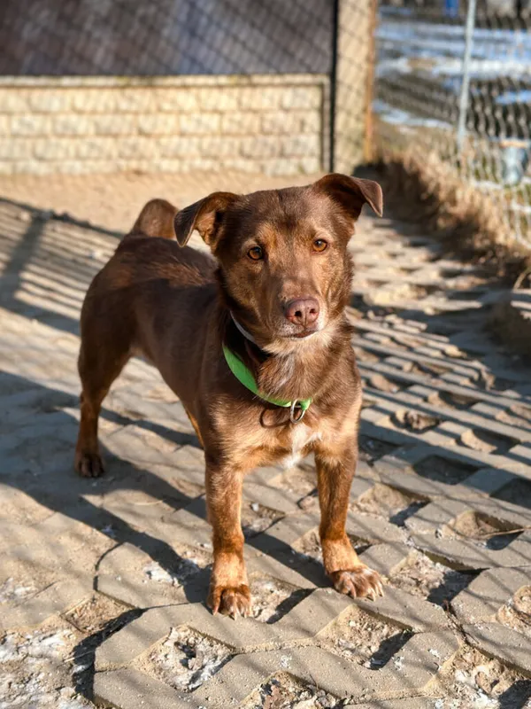 Pies do adopcji, Korabiewice, 25 lutego 2025 (4/5)