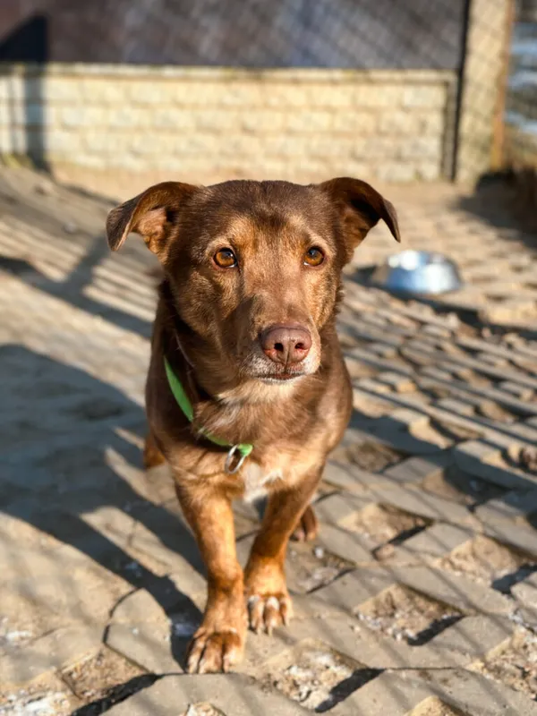 Pies do adopcji, Korabiewice, 25 lutego 2025 (5/5)