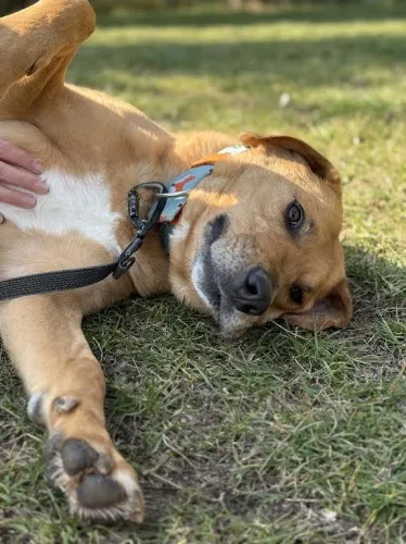 Pies do adopcji, Kraków, 11 lutego 2025 (5/5)