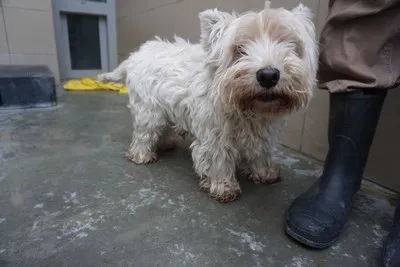 Pies do adopcji, Kraków, 11 lutego 2025