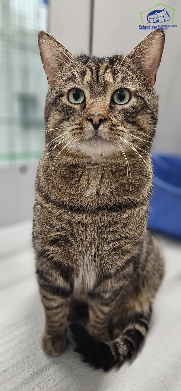 Znaleziono kota, Szczecin, 24 lutego 2025 (2/4)