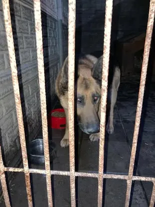 Pies do adopcji, Zgierz, 26 lutego 2025 (1/2)