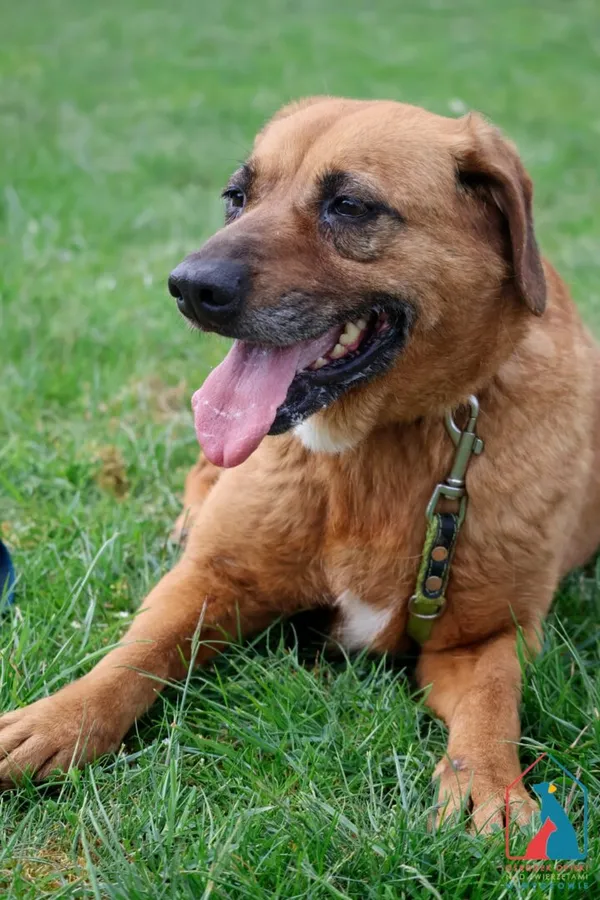 Pies do adopcji, Grudziądz, 11 października 2024 (1/5)