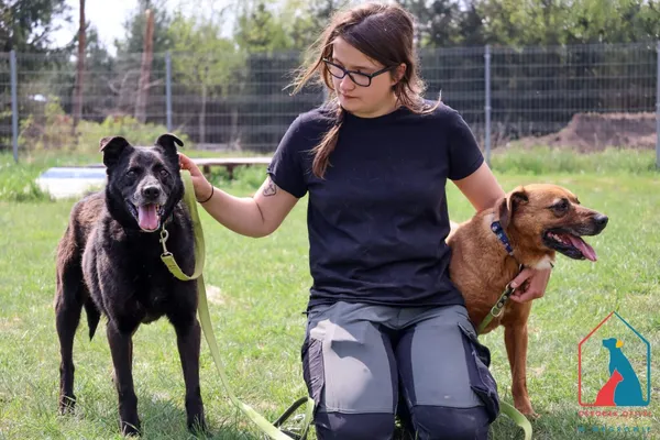 Pies do adopcji, Grudziądz, 11 października 2024 (2/5)