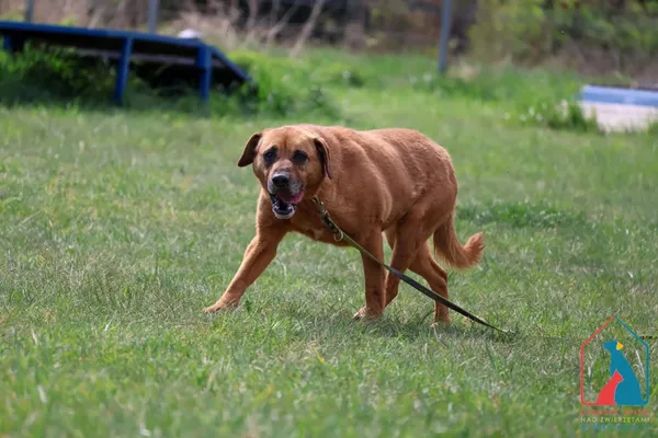 Pies do adopcji, Grudziądz, 11 października 2024 (3/5)