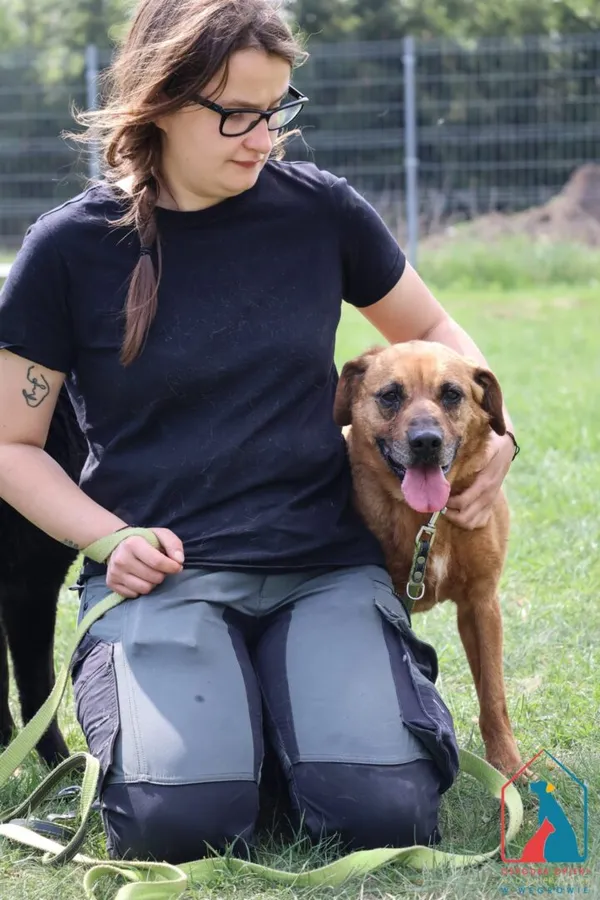 Pies do adopcji, Grudziądz, 11 października 2024 (5/5)