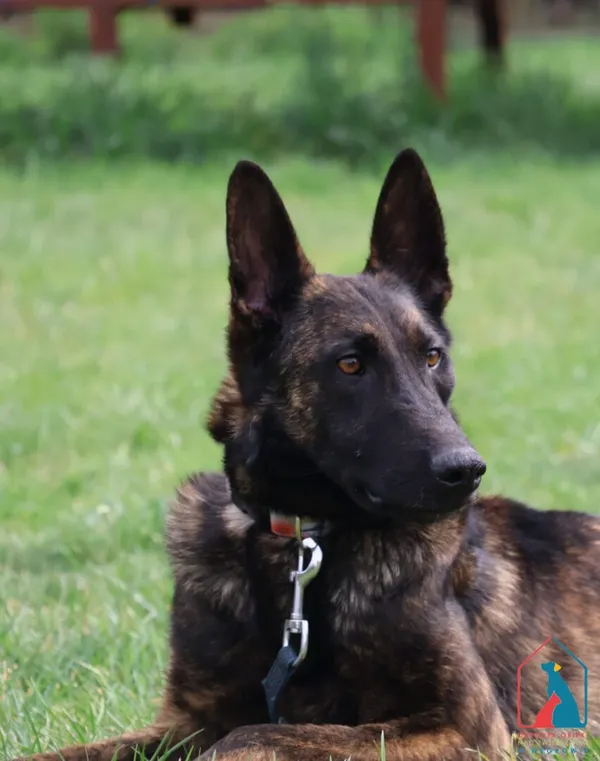 Pies do adopcji, Grudziądz, 11 października 2024 (1/5)