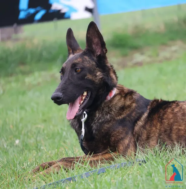 Pies do adopcji, Grudziądz, 11 października 2024 (2/5)