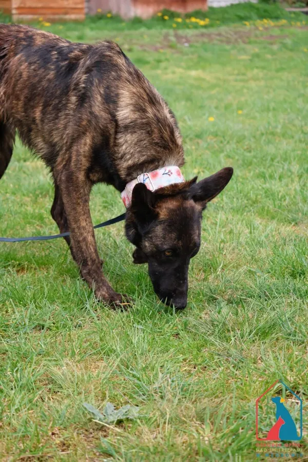 Pies do adopcji, Grudziądz, 11 października 2024 (5/5)