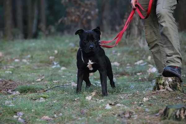 Pies do adopcji, Piła, 11 lipca 2022 (2/4)