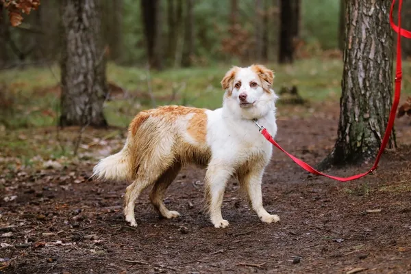 Pies do adopcji, Piła, 12 czerwca 2024 (3/5)