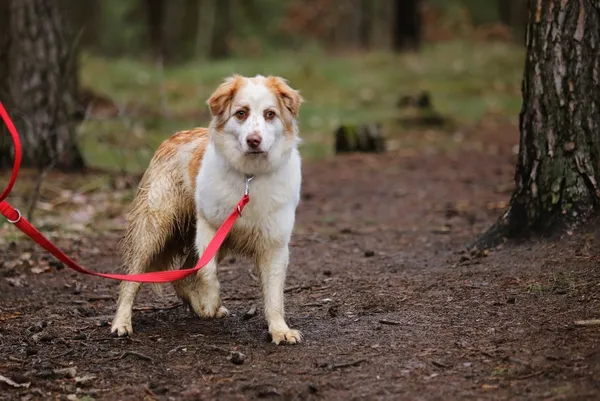 Pies do adopcji, Piła, 12 czerwca 2024 (4/5)